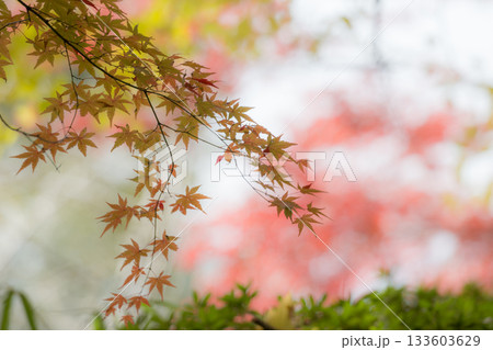 もみじが美しい熊本の紅葉スポット 133603629