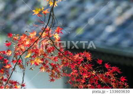 もみじが美しい熊本の紅葉スポット 133603630