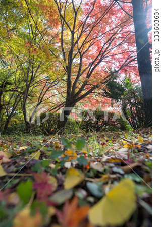 もみじが美しい熊本の紅葉スポット 133603634