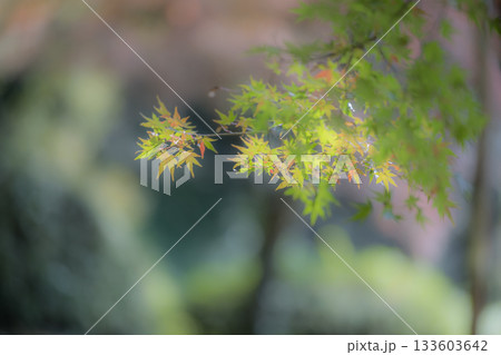 もみじが美しい熊本の紅葉スポット もみじが美しい熊本の紅葉スポット 133603642