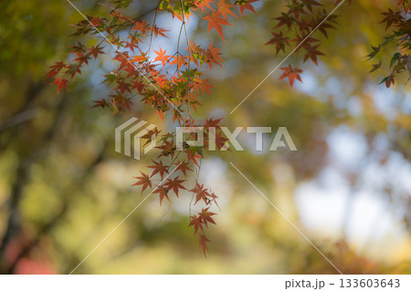 もみじが美しい熊本の紅葉スポット 133603643