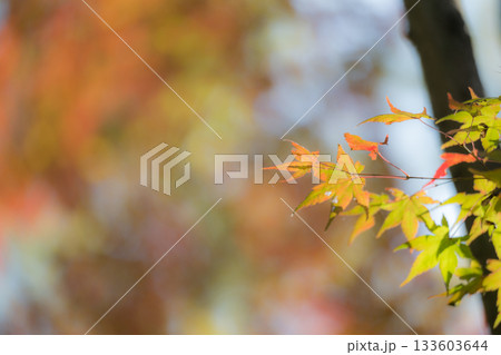 もみじが美しい熊本の紅葉スポット 133603644