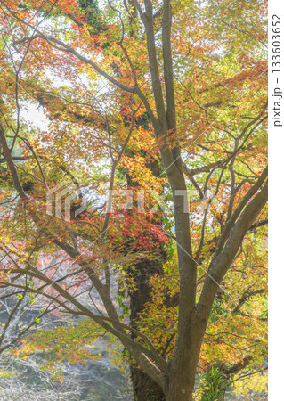 もみじが美しい熊本の紅葉スポット もみじが美しい熊本の紅葉スポット 133603652