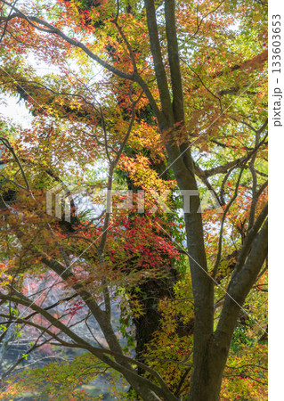 もみじが美しい熊本の紅葉スポット 133603653