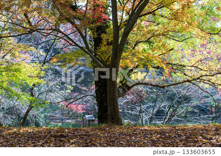もみじが美しい熊本の紅葉スポット もみじが美しい熊本の紅葉スポット 133603655