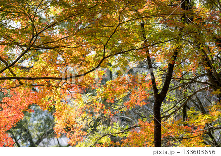 もみじが美しい熊本の紅葉スポット 133603656