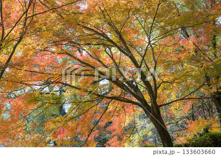もみじが美しい熊本の紅葉スポット もみじが美しい熊本の紅葉スポット 133603660