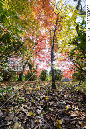 もみじが美しい熊本の紅葉スポット もみじが美しい熊本の紅葉スポット 133603666