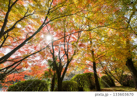 もみじが美しい熊本の紅葉スポット もみじが美しい熊本の紅葉スポット 133603670