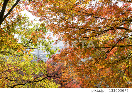 もみじが美しい熊本の紅葉スポット もみじが美しい熊本の紅葉スポット 133603675