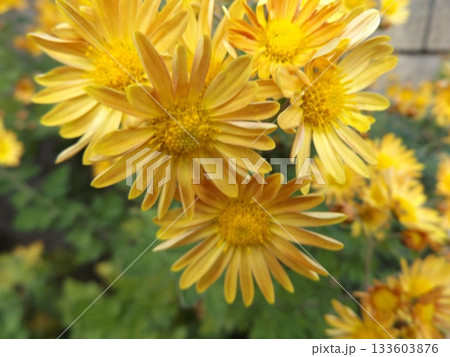 咲いた我が家の黄色い菊 咲いた我が家の黄色い菊 133603876