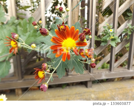 咲いた我が家の赤色の菊の花 133603877
