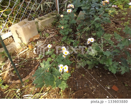 家庭花壇育成中の白い菊 家庭花壇育成中の白い菊 133603880