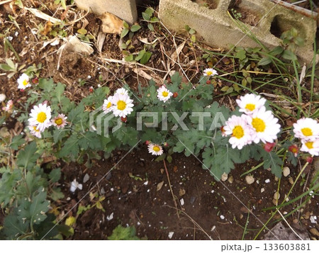 家庭花壇に咲いた白い菊 家庭花壇に咲いた白い菊 133603881