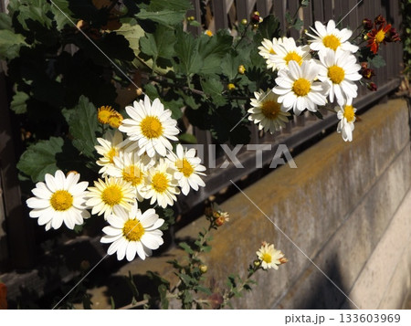 家庭花壇に咲いた白い菊 133603969