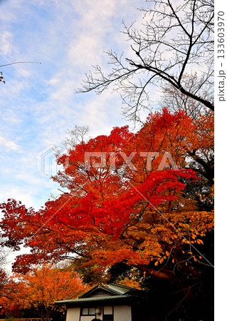 高岡古城公園の紅葉　晩秋の風景 133603970