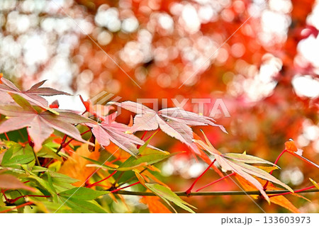 高岡古城公園の紅葉 晩秋の風景 高岡古城公園の紅葉 晩秋の風景 133603973