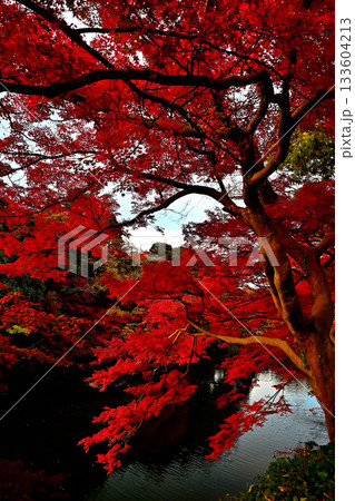 高岡古城公園の紅葉　お濠沿いの紅葉 133604213