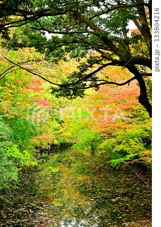 高岡古城公園の紅葉 お濠沿いの紅葉 高岡古城公園の紅葉 お濠沿いの紅葉 133604216