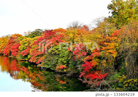 高岡古城公園の紅葉　お濠沿いの紅葉 133604219