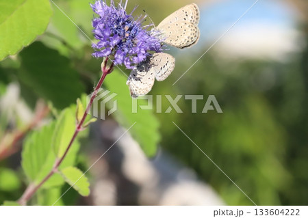 秋の庭に咲く紫色のダンギクの花の蜜を吸う2匹のヤマトシジミ蝶 秋の庭に咲く紫色のダンギクの花の蜜を吸う2匹のヤマトシジミ蝶 133604222