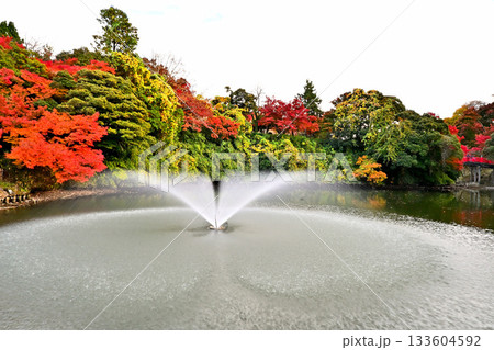 高岡古城公園の紅葉 噴水のある風景 高岡古城公園の紅葉 噴水のある風景 133604592