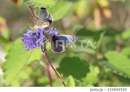 秋の庭に咲く紫色のダンギクの花の蜜を吸う2匹のヤマトシジミ蝶 秋の庭に咲く紫色のダンギクの花の蜜を吸う2匹のヤマトシジミ蝶 133604593