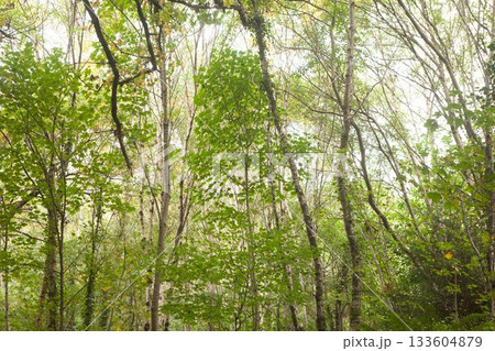 Birch and deciduous trunks rising in flat design forest scene, with green foliage and undergrowth 133604879