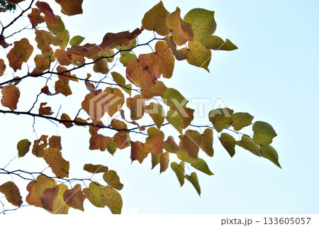 日射しに秋色に透ける紅葉する葉 日射しに秋色に透ける紅葉する葉 133605057