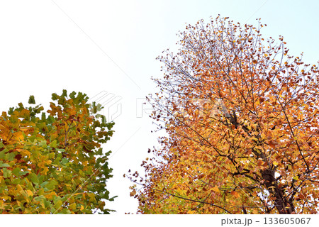 青空に映える紅葉する木々 133605067