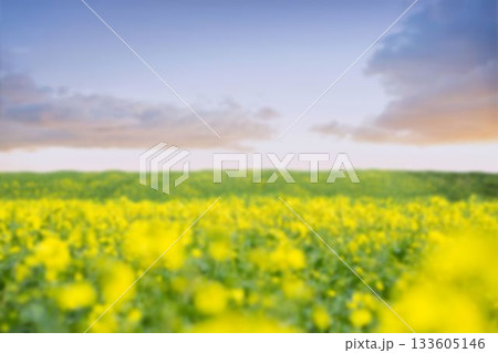 Field of oil seed rape against sky Field of oil seed rape against sky 133605146