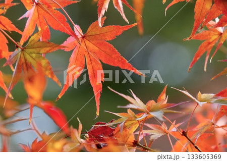 美しいもみじのアップ 紅葉 玉ボケ背景 美しいもみじのアップ 紅葉 玉ボケ背景 133605369