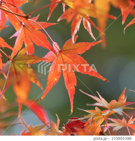 鮮やかな紅葉 真っ赤なもみじ 鮮やかな紅葉 真っ赤なもみじ 133605386