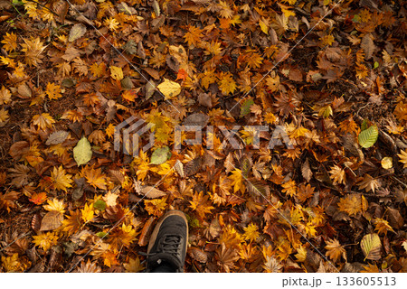 美しい紅葉の森を歩く 133605513