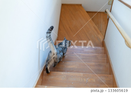 階段を下る猫　サバトラ猫 133605619