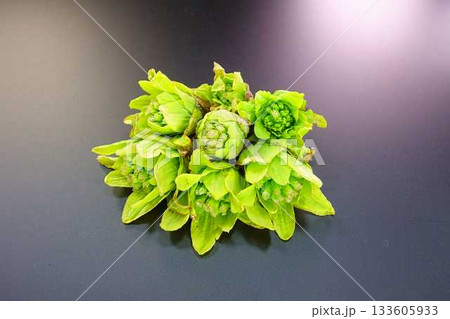 フキノトウ ふきのとう 蕗の薹 フキノトウ ふきのとう 蕗の薹 133605933