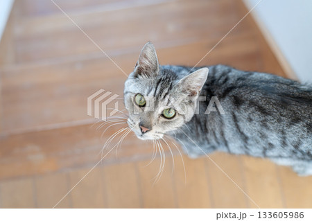 見つめる猫 サバトラ猫 見つめる猫 サバトラ猫 133605986