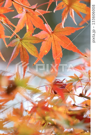 色付いたもみじの葉 とろける背景 秋の風景 色付いたもみじの葉 とろける背景 秋の風景 133606008