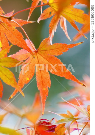 色付いたもみじの葉 とろける背景 秋の風景 色付いたもみじの葉 とろける背景 秋の風景 133606009