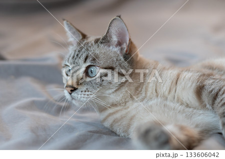 ベッドの上でくつろぐ可愛い猫 シャムトラ猫 ベッドの上でくつろぐ可愛い猫 シャムトラ猫 133606042