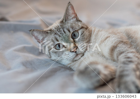 ベッドの上でくつろぐ可愛い猫 シャムトラ猫 ベッドの上でくつろぐ可愛い猫 シャムトラ猫 133606043