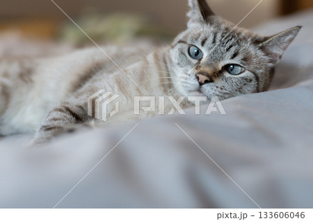 ベッドの上でくつろぐ可愛い猫　シャムトラ猫 133606046