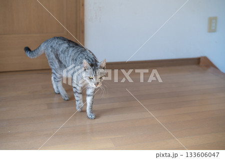 家の中を歩く猫　サバトラ猫 133606047