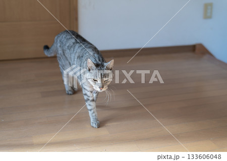 家の中を歩く猫　サバトラ猫 133606048