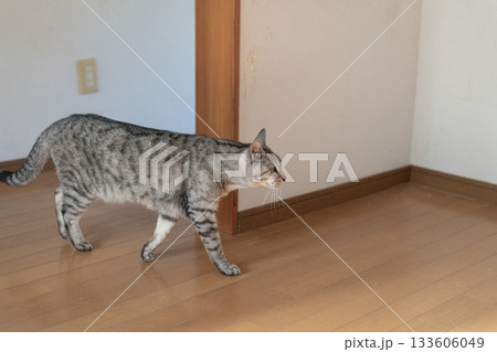 家の中を歩く猫　サバトラ猫 133606049