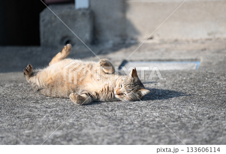 路上で寝ころがる猫　 133606114