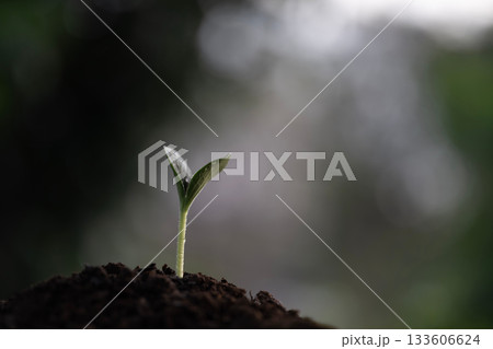 Small pumpkin sprout growing under dark autumn atmosphere 133606624