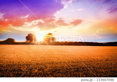 Harvested wheat field is spreading under flat design sunset, with sunburst between deciduous trees Harvested wheat field is spreading under flat design sunset, with sunburst between deciduous trees 133607090