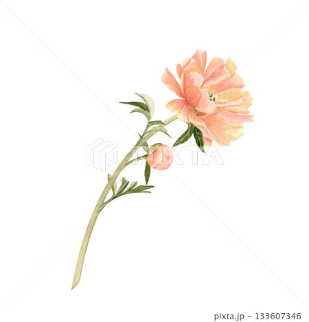 Delicate peony bud with stem in soft peach tones watercolor illustration. Hand-painted with high detail, perfect for wedding invitations, branding, packaging, fabric design cards. Coral charm color Delicate peony bud with stem in soft peach tones watercolor illustration. Hand-painted with high detail, perfect for wedding invitations, branding, packaging, fabric design cards. Coral charm color 133607346