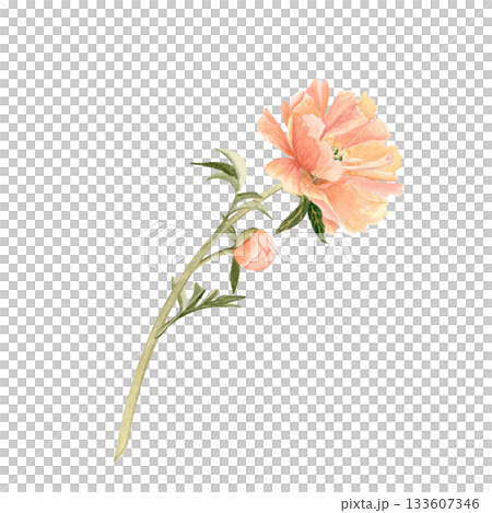 Delicate peony bud with stem in soft peach tones watercolor illustration. Hand-painted with high detail, perfect for wedding invitations, branding, packaging, fabric design cards. Coral charm color Delicate peony bud with stem in soft peach tones watercolor illustration. Hand-painted with high detail, perfect for wedding invitations, branding, packaging, fabric design cards. Coral charm color 133607346
